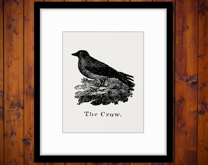 Antique Crow Illustration Graphic Printable Image Bird Artwork Digital Download Vintage Clip Art for Transfers HQ 300dpi No.929