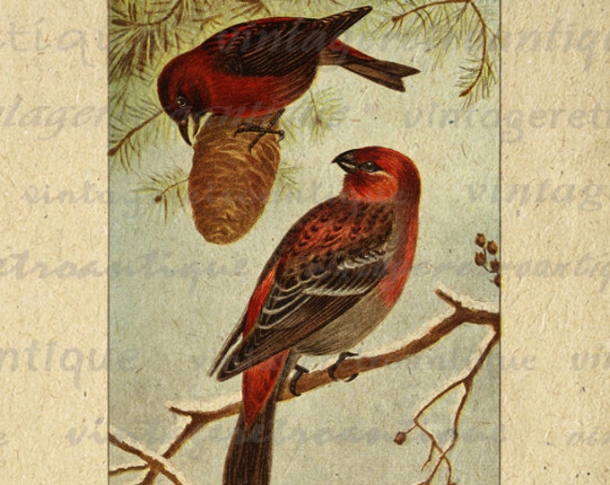 Printable Image Red Birds Graphic Color Illustration Digital Download Antique Clip Art for Transfers Printing etc HQ 300dpi No.879