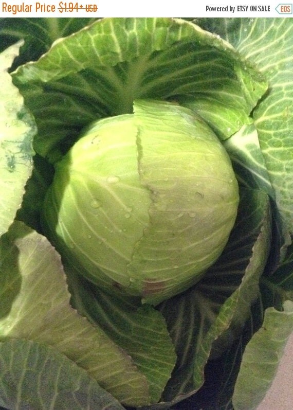 Stonehead CabbageThis hybrid cabbage forms a by CaribbeanGarden