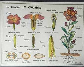 French school poster - vintage French poster - vintage poster - French poster - gardening gift - gift for gardeners - botanical print