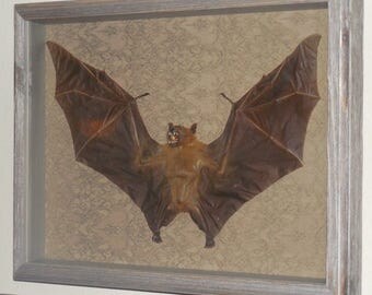 Taxidermy bat | Etsy