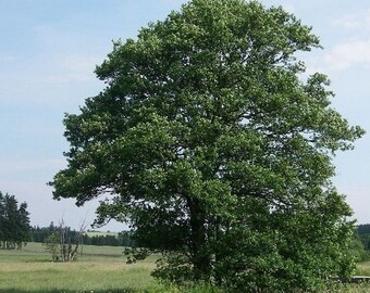 European Alder Tree Seeds (Alnus glutinosa) 50+Seeds