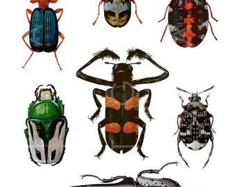 Antique Colorful Beetles Illustration. Vintage Beetles Coleoptera Print. Insects Collage Sheet. Beetles Digital Download.