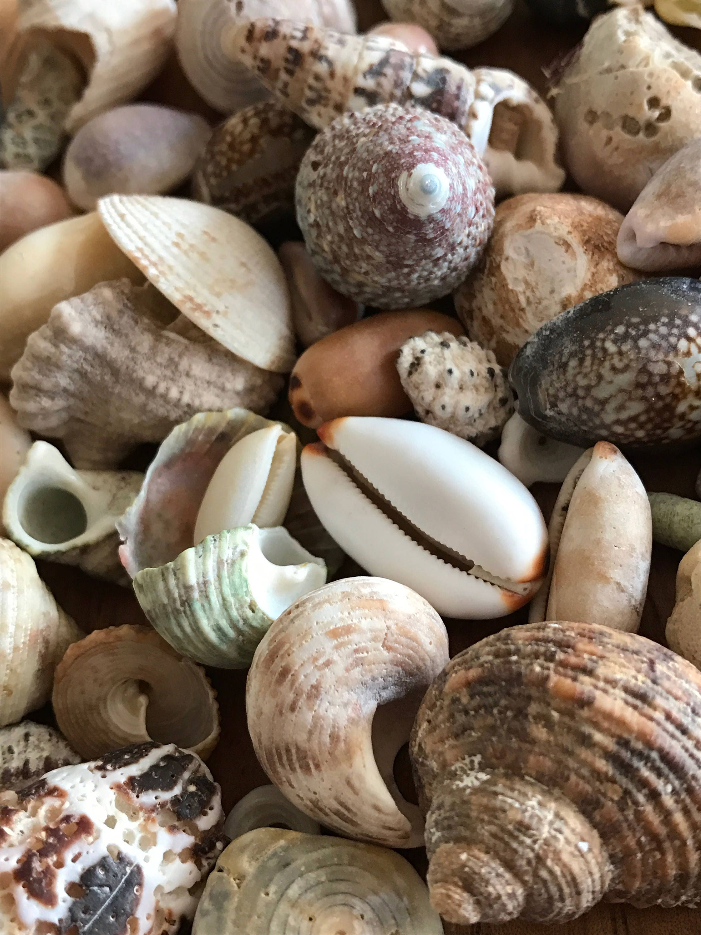Hawaiian Sea Shell Finds (10 grams, 34 shells) from MermaidStory on Etsy Studio