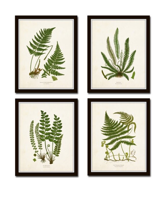 Vintage Fern Print Set No. 32 Giclee Collage Botanical Art