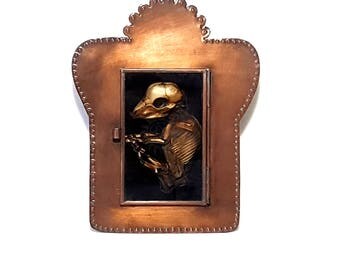real mummified fetal pig oddity taxidermy shadowbox