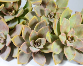 10 Succulent Cuttings | Graptopetalum Paraguayense | Ghost Plant | Mother of Pearl