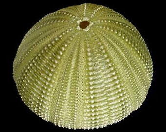 Green Sea Urchin 2-1/2" ~ Select 1 Or 3 Pieces.
