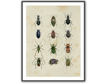 Creepy Crawlies Natural History Insects Beetles Print Entomology Book Plate Home Decor Antique Engraving Old Bugs Wall Art Decoration ak 125