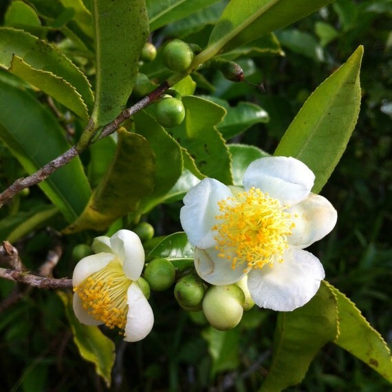Grow Your Own Tea 6 CAMELLIA SINENSIS Tea Plants From