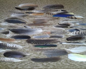 61 Naturally molted feathers. Cruelty free