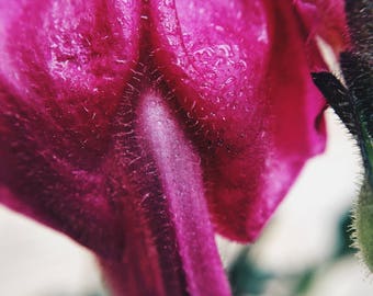 Snapdragon Penis Vagina Hot Pink "Sacred Union 1" nature yoni flower photography print