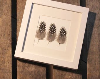 Feathers of hen of Numidia under framework / unique / the pen box