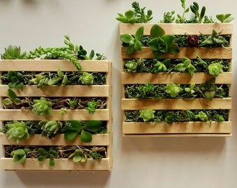 Succulent mini pallet | Small succulent planter with live plants | Fairy garden | Home and living | Summer plants