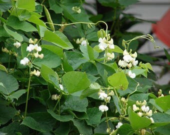 Hyacinth Bean Vine Seeds - Asian White Variety - 40 Seeds from my garden - 4 orders