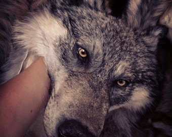 Wolf headdress mounted head w teeth feet and claws Native American MADE TO ORDER