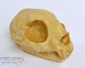 Chocolate Cat skull
