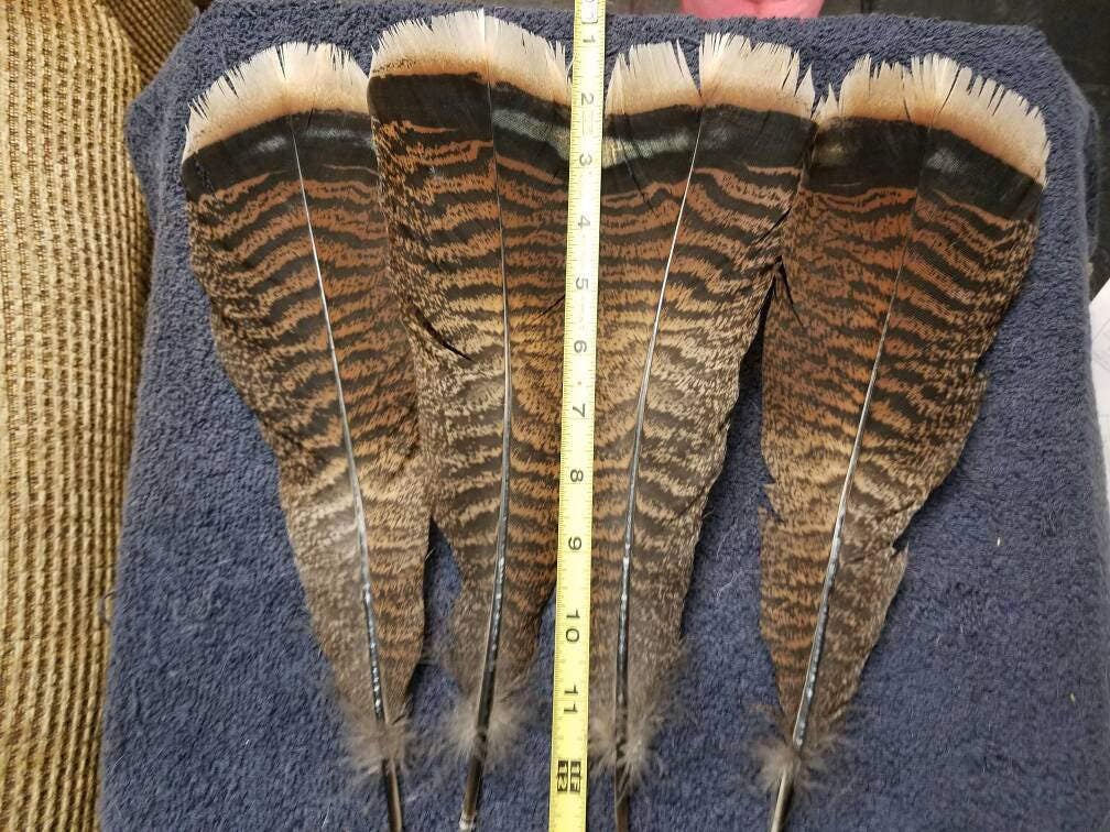 Large Natural Turkey Tail Feathers - Lot of 4 from JAKRabbitry on Etsy ...