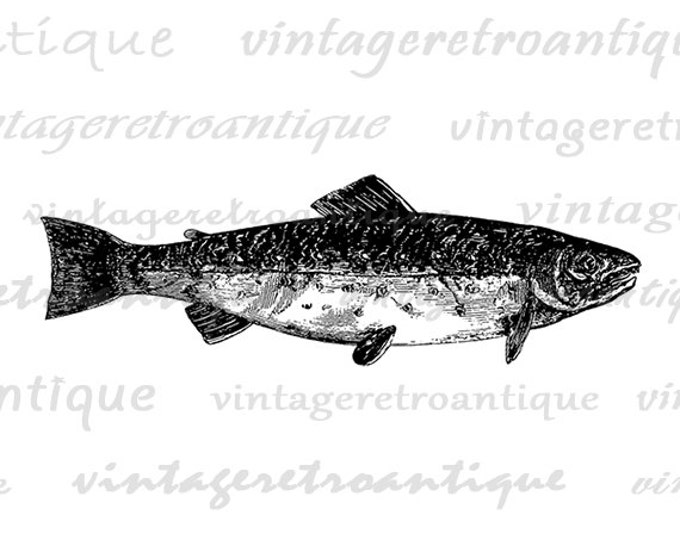 Printable Image Trout Fish Digital Illustration Download Graphic Vintage Clip Art Jpg Png Eps HQ 300dpi No.3178