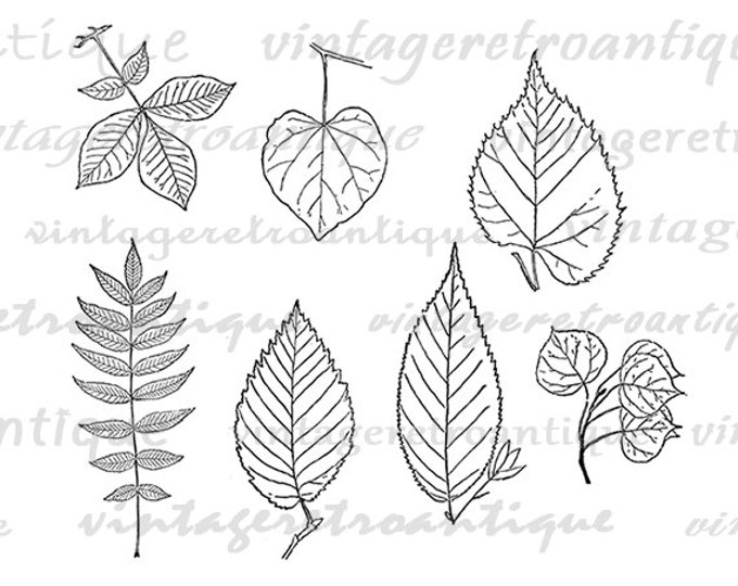 Printable Digital Leaf Graphic Leaves Collage Sheet Image Download Vintage Clip Art Jpg Png Eps HQ 300dpi No.1001