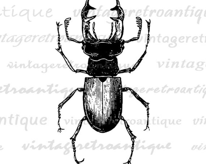 Printable Digital Stag Beetle Graphic Insect Bug Download Image Vintage Clip Art Jpg Png Eps HQ 300dpi No.3263