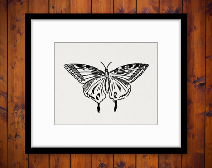 Printable Digital Butterfly Image Download Graphic Illustration Antique Clip Art Jpg Png Eps HQ 300dpi No.2483