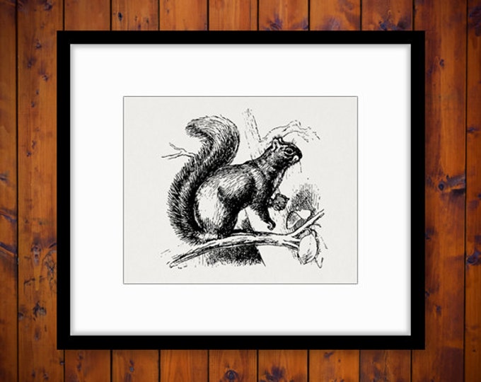 Squirrel with Nut Graphic Printable Digital Antique Illustration Image Download Vintage Clip Art Jpg Png Eps HQ 300dpi No.630