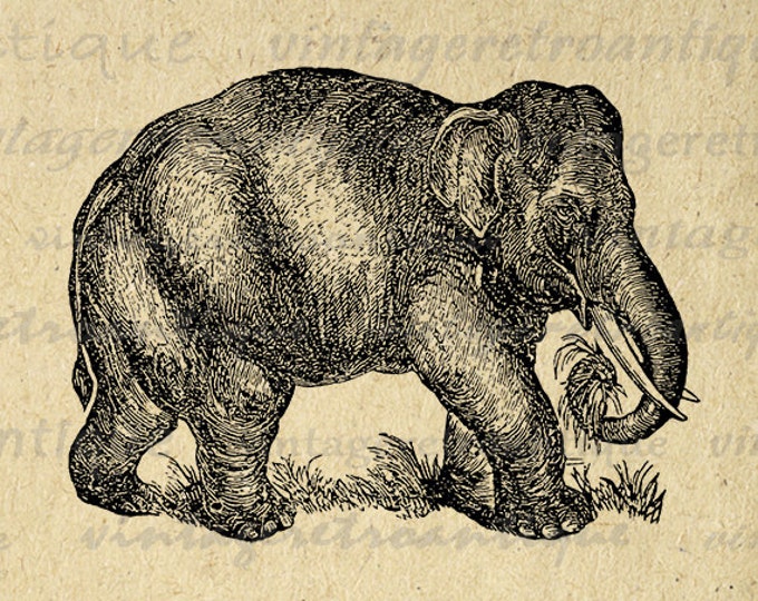 Digital Graphic Antique Elephant llustration Image Download Printable Vintage Clip Art Jpg Png Eps HQ 300dpi No.3875