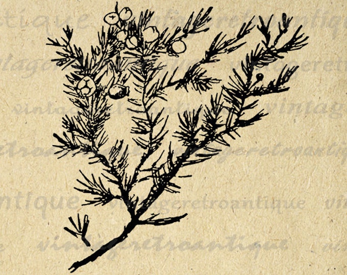 Digital Printable Juniper Branch Graphic Tree Image Plant Download Vintage Clip Art Jpg Png Eps HQ 300dpi No.894