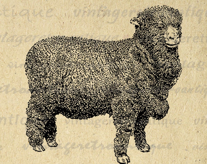 Digital Merino Sheep Image Printable Cute Lamb Animal Graphic Download Vintage Clip Art Jpg Png Eps HQ 300dpi No.3523