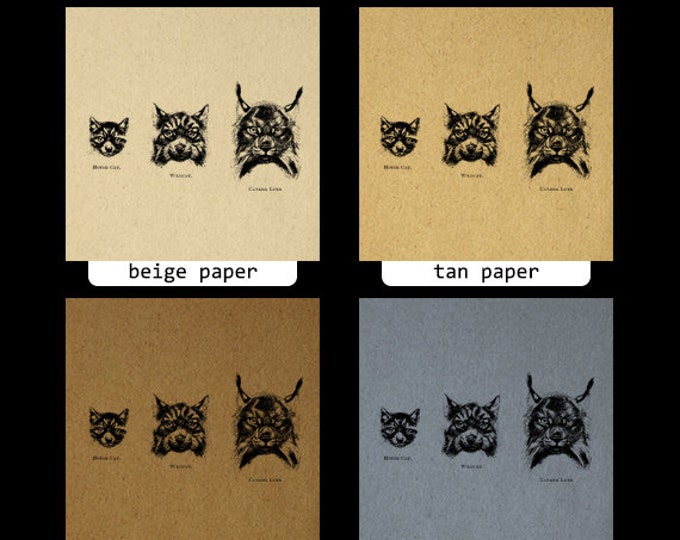 Digital Printable Cats Download Head Face Graphic Wild Cats Image Vintage Clip Art Jpg Png Eps HQ 300dpi No.1000