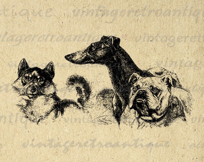 Three Dogs Graphic Digital Printable Antique Download Image Vintage Clip Art Jpg Png Eps HQ 300dpi No.150