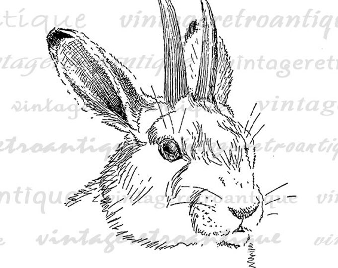 Digital Printable Jackolope Graphic Rabbit Image Bunny Download Vintage Clip Art for Transfers Printing etc HQ 300dpi No.1106