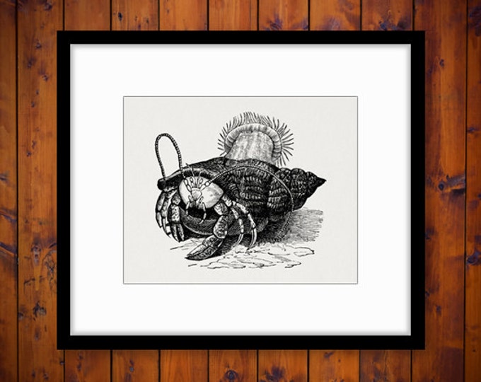 Hermit Crab Printable Digital Image Ocean Graphic Sea Download Antique Clip Art Jpg Png Eps HQ 300dpi No.090