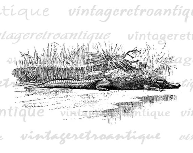 Crocodile Image Digital Printable Download Graphic Illustration Antique Clip Art Jpg Png Eps 18x18 HQ 300dpi No.2987