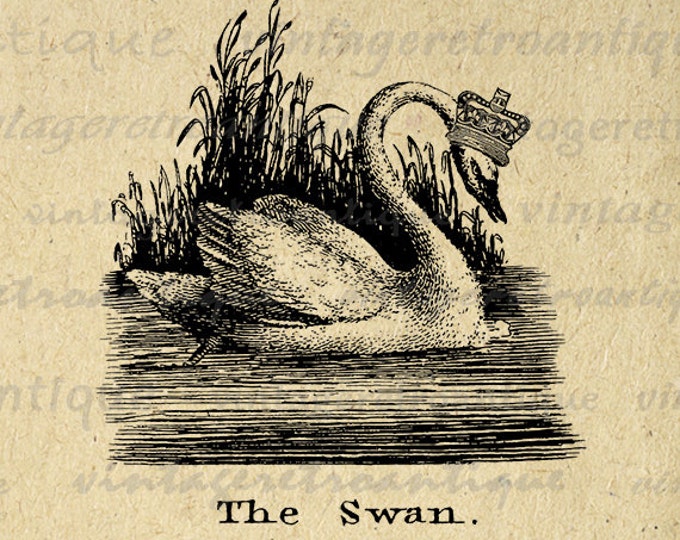 Swan with Crown Printable Graphic Download Bird Illustration Digital Image Vintage Clip Art Jpg Png Eps HQ 300dpi No.1038