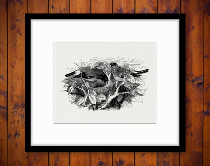 Birds with Nest Graphic Image Printable Birdnest Digital Illustration Download Antique Clip Art Jpg Png Eps HQ 300dpi No.3685