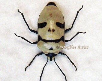 Smile Man Face Real Bug Eucorysses grandis Framed In Museum Quality Shadowbox