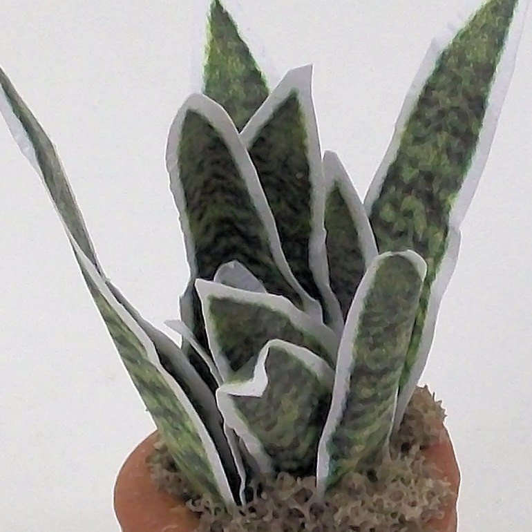 miniature white edge sansevieria mother in law tongue