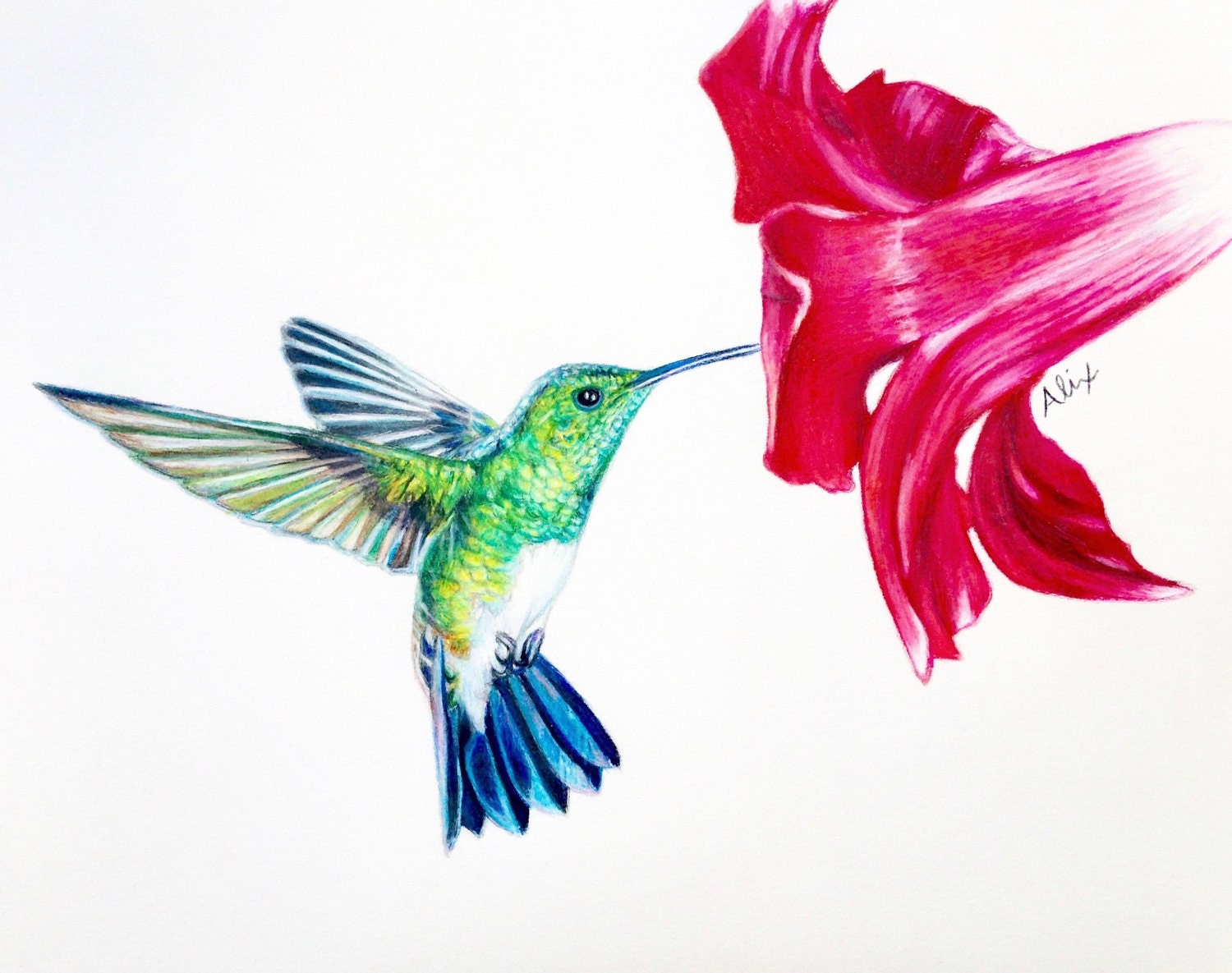 Hummingbird colored pencil drawing ORIGINAL