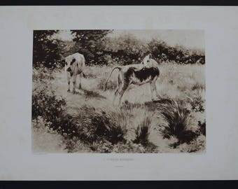 Original 1886 gravure. 'A Summer Morning' by F. De Vuillefroy, Pinx Gebbie & Co. Beautiful calf illustration.