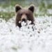 HaLoBeAr4