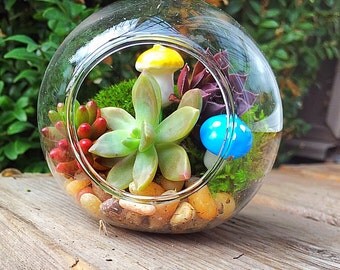 Succulent terrarium & fairy garden mushrooms/succulent terrarium/hanging planter/succulent garden/succulent wedding decor/party favor/mini