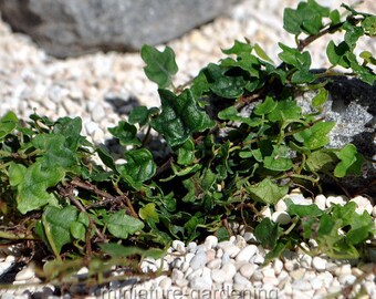 Ficus pumila, Quercifolia minima, Tiny Oak Leaf Creeping Fig for Miniature Garden, Fairy Garden
