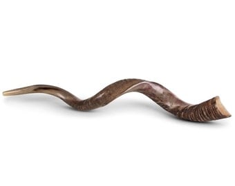 Jewish Shofar Kudu Horn 60-70 Cm (24 Inch - 28 Inch)