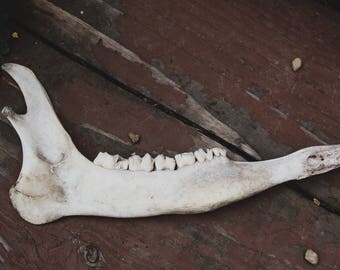 jaw bone deer