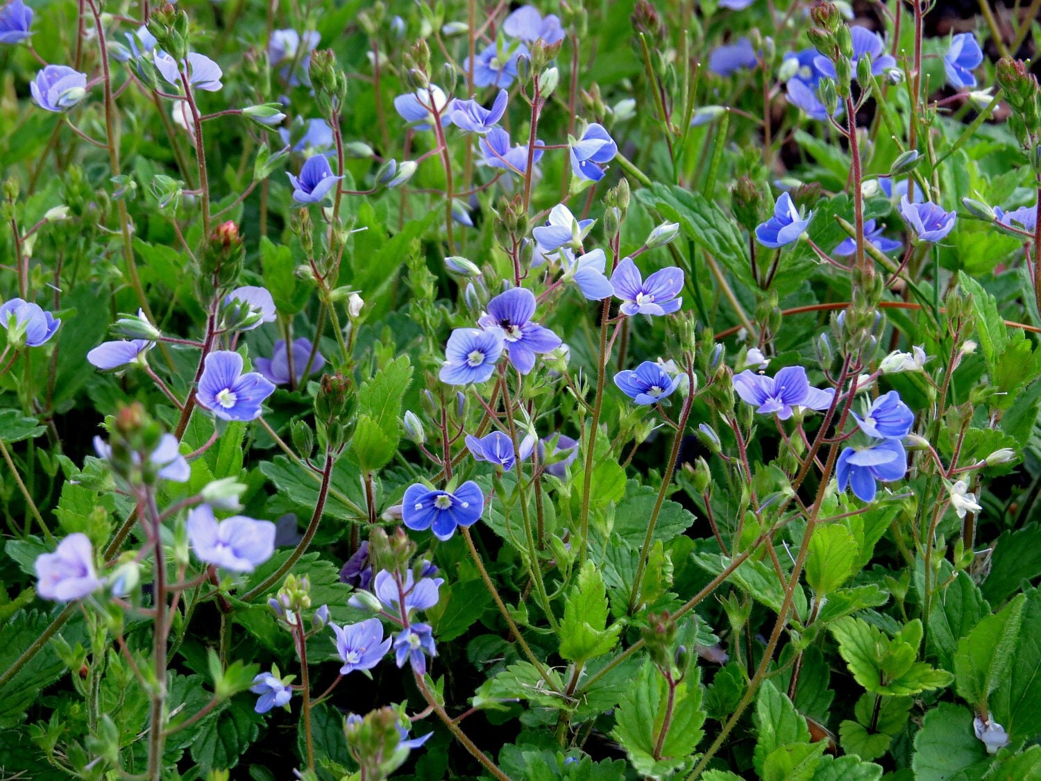 Creeping Veronica (Veronica Repens) - perennial plants - live plants ...