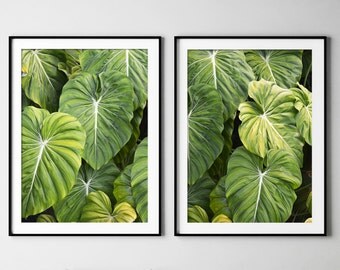 Elephants Ear Prints, Set Of 2, Nature Photography, Print, Botanical Print, Wall Art, Posters, Prints, Leaf Print, Tropical Decor, #126