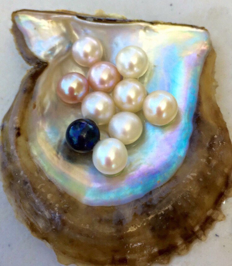 Akoya oyster with pearl saltwater pearls pick a pearl open