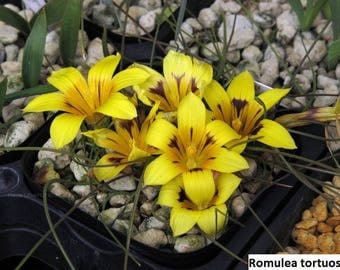 Romulea seeds (rare species) / 10 seeds per pack